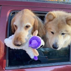 Meet your Posher, Jackie